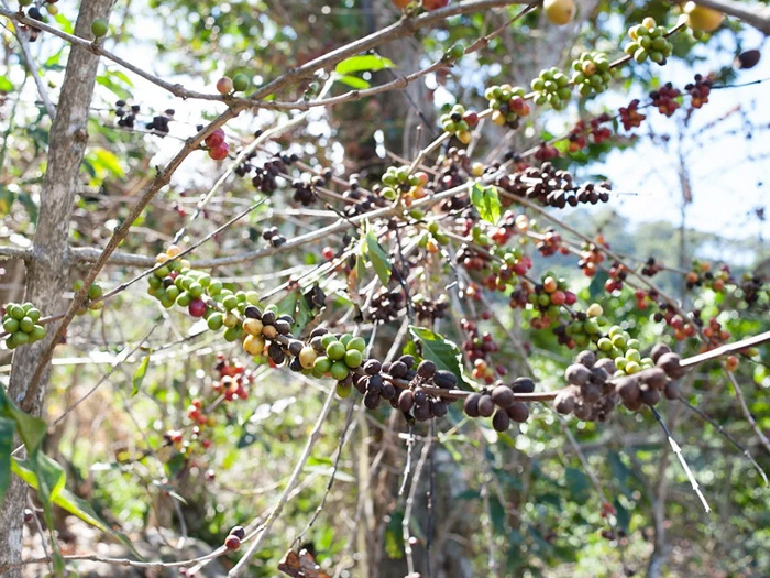 Bệnh gỉ sắt trên cây cà phê: dấu hiệu nhận biết và cách xử lý