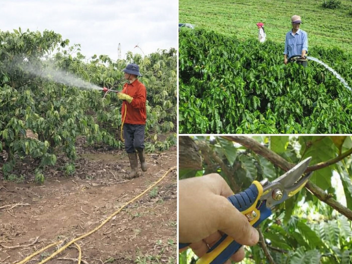 Cách chọn thuốc trị bệnh rỉ sắt trên cây cà phê theo mùa