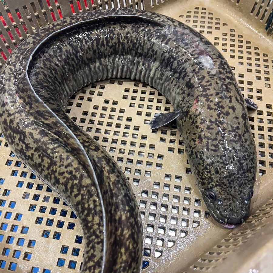 Cá chình ăn gì? Thức ăn công nghiệp cho cá chình tăng trưởng nhanh