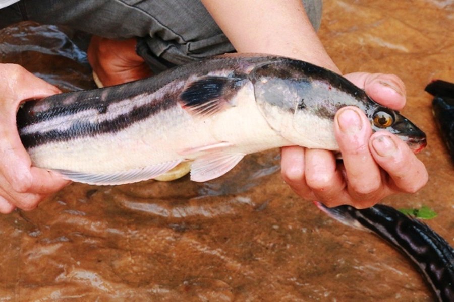 Cá chuối hoa bao nhiêu tiền 1kg khi bán sỉ cho thương lái?