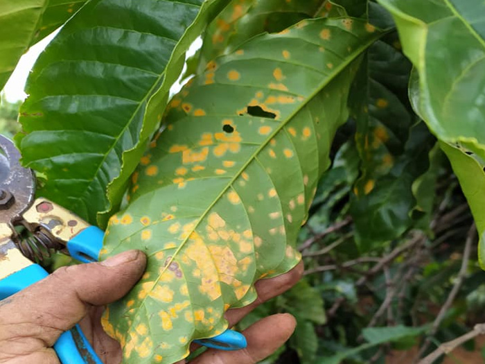 Cây cà phê bị rỉ sắt cần làm gì để hạn chế thiệt hại?