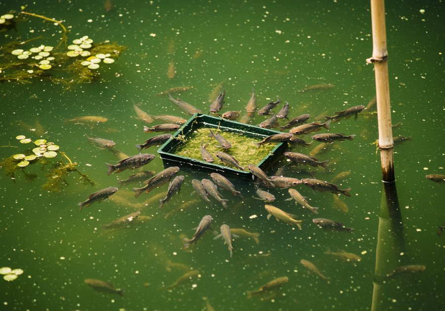 Cá sặc ba chấm ăn gì và cách cho ăn đúng tránh bị sình bụng