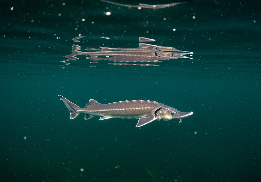 Cá tầm nuôi bao lâu thì có trứng và chu kỳ sinh sản tự nhiên