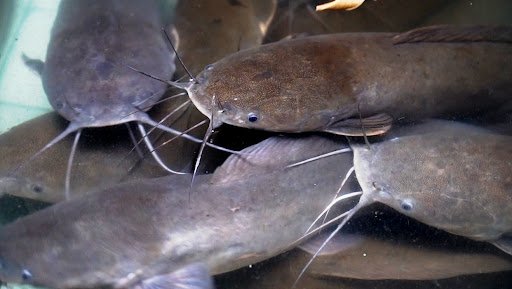 Cá trê lai bao nhiêu 1kg để bán cho thương lái không bị ép giá?