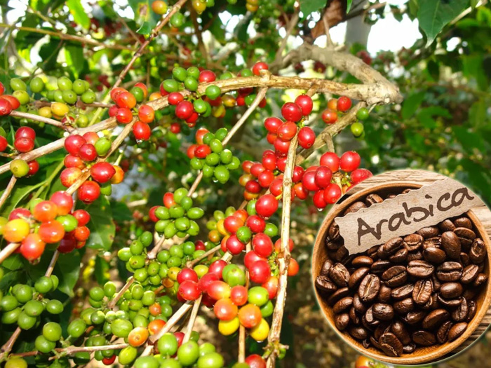 Cây cà phê arabica và robusta nên trồng giống cà phê nào?