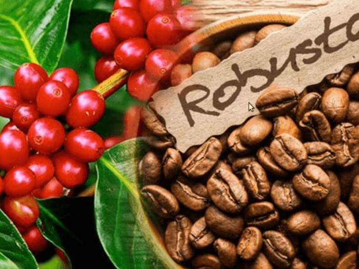 Cây cà phê arabica và robusta nên trồng giống cà phê nào?