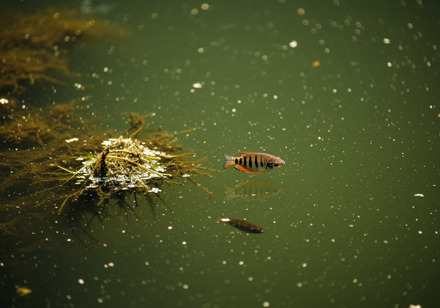 Kỹ thuật nuôi cá sặc bướm khỏe mạnh lên màu đẹp nhanh