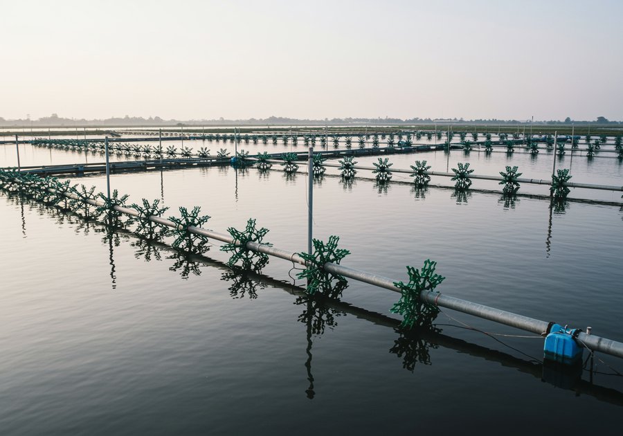 Mô hình ao nuôi tôm công nghệ cao trong nông nghiệp