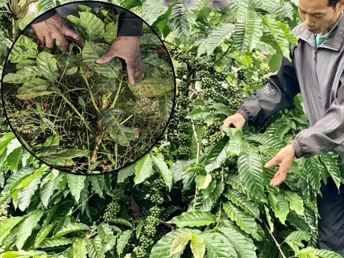 Cách phòng trừ bệnh gỉ sắt trên cà phê robusta và arabica từ cây con
