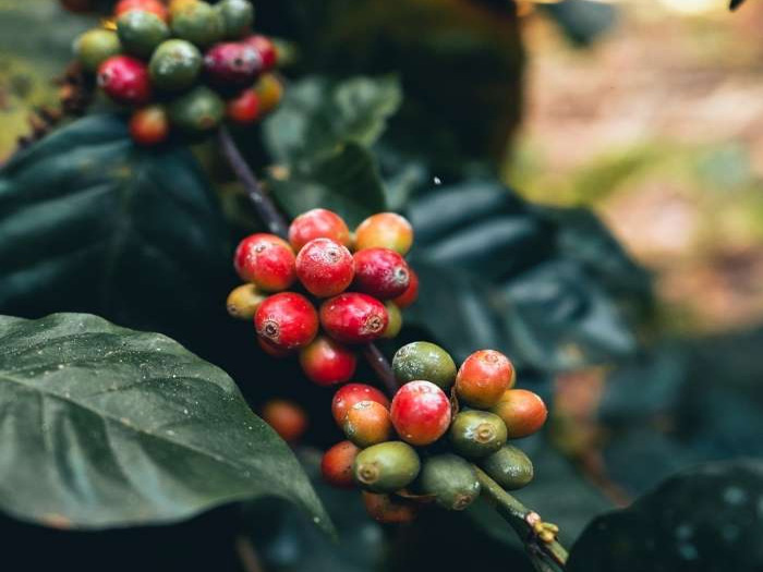 Tác hại của rỉ sắt cà phê đối với năng suất và chất lượng hạt ra sao?