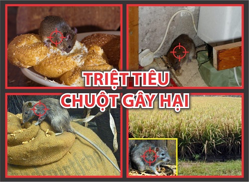 Thuốc diệt chuột hiệu quả