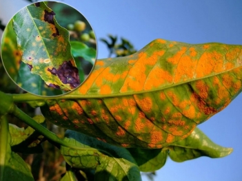 Cách chọn thuốc trị bệnh rỉ sắt trên cây cà phê theo mùa