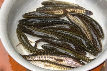 Cá chuối hoa bao nhiêu tiền 1kg khi bán sỉ cho thương lái? - Cà phê học thuật