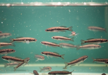 Cá lóc giống bao nhiêu 1kg và cách chọn giống khỏe - Cà phê học thuật