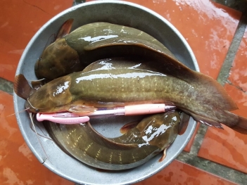 Cá trê lai bao nhiêu 1kg để bán cho thương lái không bị ép giá? - Cà phê học thuật