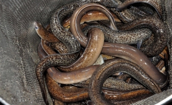 Cách nuôi cá chình trong ao đất giúp tăng tỷ lệ sống và trọng lượng - Cà phê học thuật