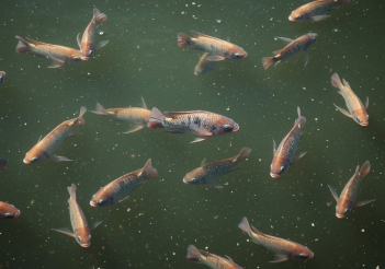 Cách nuôi cá rô phi đơn tính mau lớn ít bệnh - Cà phê học thuật