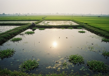 Kỹ thuật nuôi cá rô đầu nhím năng suất cao ít hao hụt - Cà phê học thuật