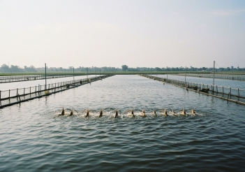 Cách nuôi tôm càng xanh nước ngọt đạt tỷ lệ sống cao - Cà phê học thuật