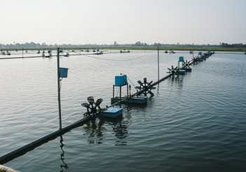 Cách nuôi tôm nước ngọt công nghệ cao dễ áp dụng thực tế - Cà phê học thuật