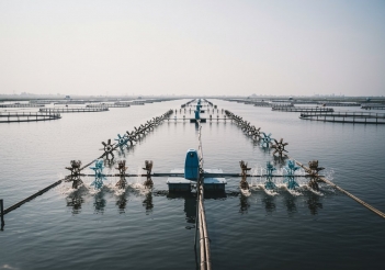 Nuôi tôm thâm canh là gì? Mô hình nuôi tôm thâm canh hiệu quả cao - Cà phê học thuật