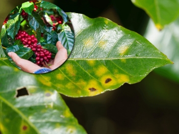 Cách phòng trừ bệnh gỉ sắt trên cà phê robusta và arabica từ cây con