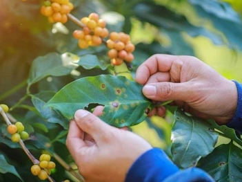 Tác hại của rỉ sắt cà phê đối với năng suất và chất lượng hạt ra sao?