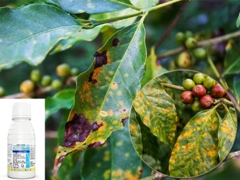Kinh nghiệm phun thuốc trị nấm hồng rỉ sắt để hạn chế hại lá cà phê - Cà phê học thuật