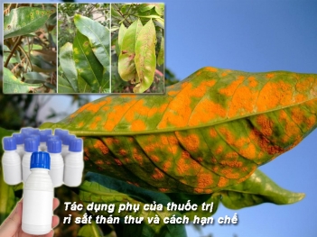 Tác dụng phụ của thuốc trị rỉ sắt thán thư và cách hạn chế - Cà phê học thuật