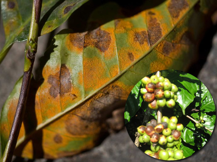 bệnh gỉ sắt trên cây cà phê
