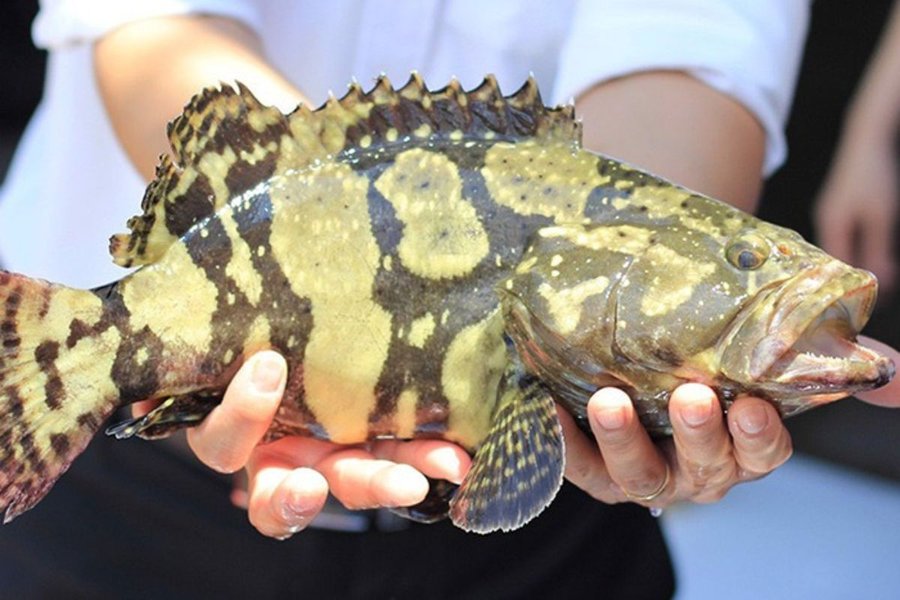 cá bống mú có mấy loại