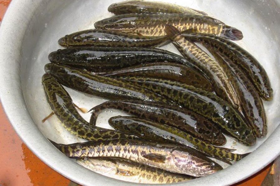 cá chuối hoa bao nhiêu tiền 1kg