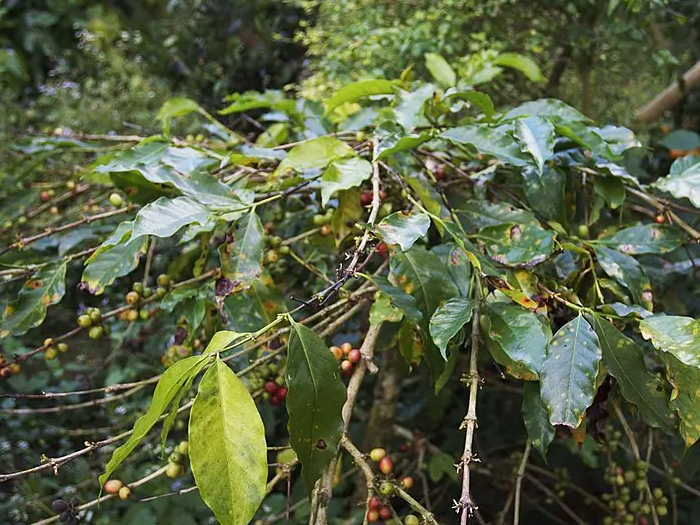 cà phê bị rỉ sắt