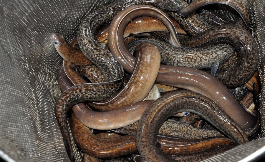 cách nuôi cá chình