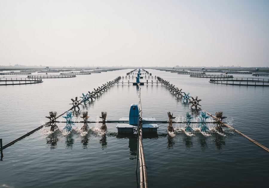 nuôi tôm thâm canh là gì