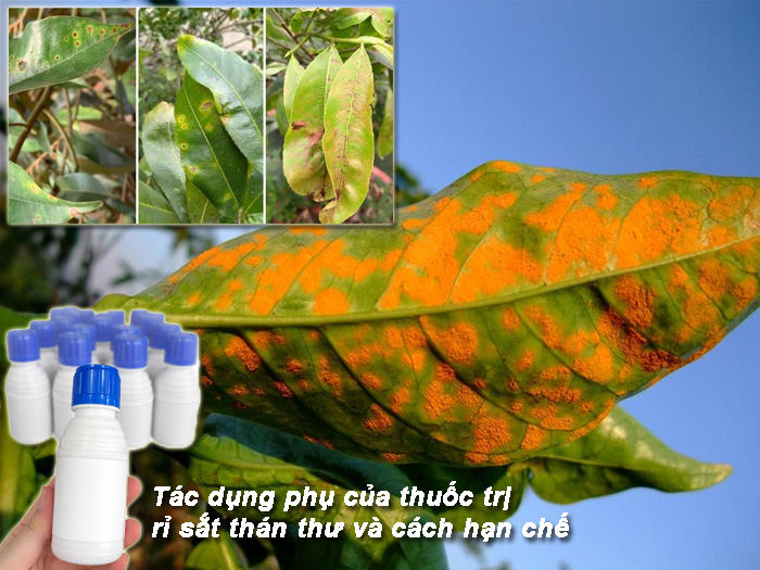 thuốc trị rỉ sắt thán thư